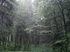 Regen Wald