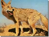 kojote