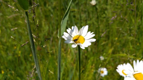Auch die Insekten hatten Freude