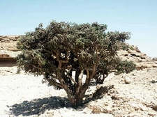 weihrauchbaum